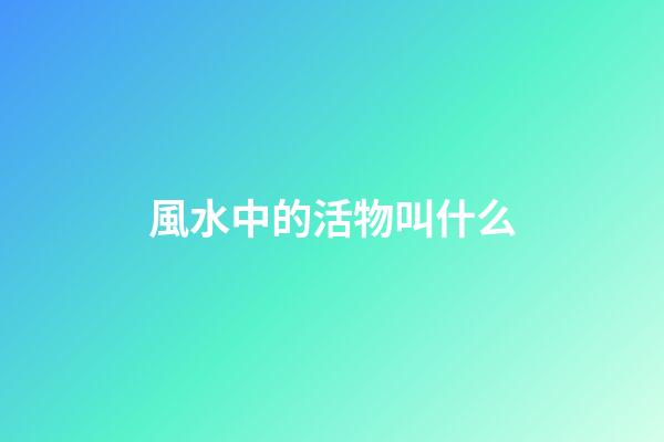 風水中的活物叫什么
