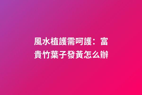 風水植護需呵護：富貴竹葉子發黃怎么辦