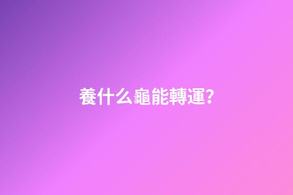 養什么龜能轉運？