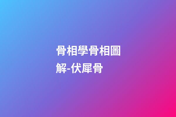 骨相學骨相圖解-伏犀骨