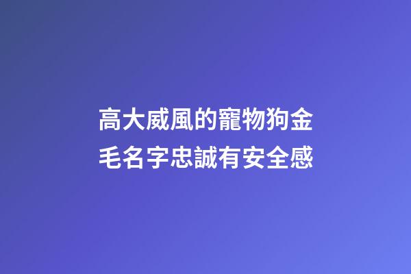 高大威風的寵物狗金毛名字忠誠有安全感