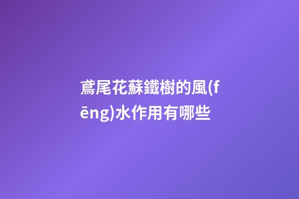 鳶尾花蘇鐵樹的風(fēng)水作用有哪些?