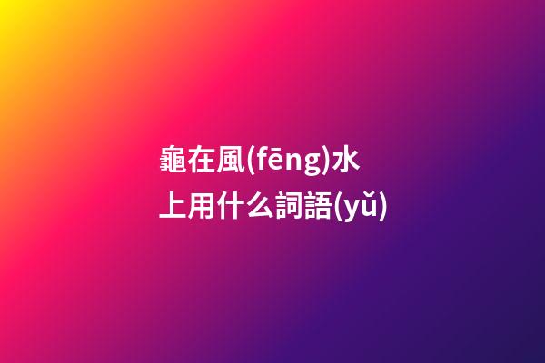 龜在風(fēng)水上用什么詞語(yǔ)